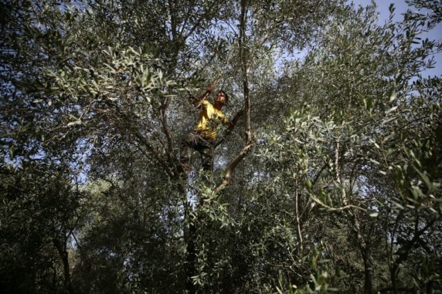 Homem no alto de uma colheita de oliveira
