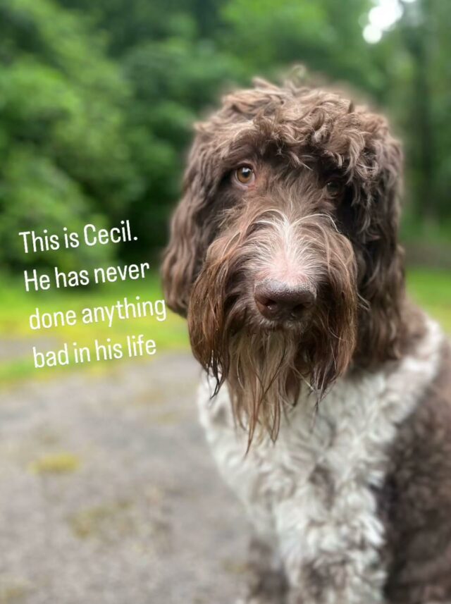 Cecil, o cachorro