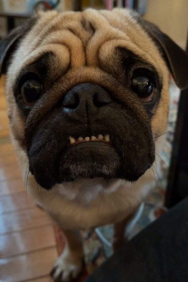 Lobo, o pug