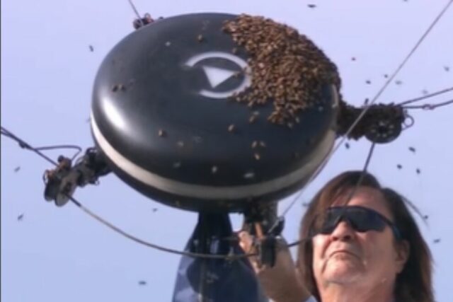  Uma invasão de abelhas para o Alcaraz-Zverev durante duas horas!!  Um picou Carlitos...