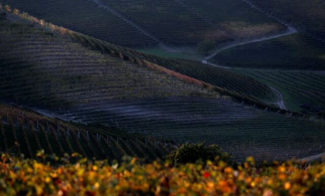 Vinhedos são vistos em Barolo, Itália, 19 de outubro de 2018. REUTERS/Stefano Rellandini