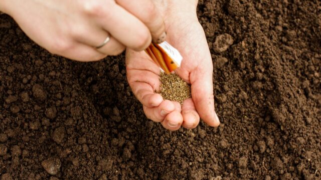 Especialista em jardinagem revela as 3 sementes que você deve plantar agora para obter melhores resultados em seu quintal