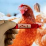 Estado da UE relata surto de gripe aviária “altamente patogénica”