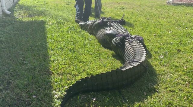 'Somente na Flórida': resultados do Gator de 8 pés na chamada 9-1-1