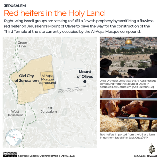 Red Heifer Jerusalém Al Aqsa Mesquita interativa Al Jazeera