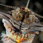Explicação do verme Bobbit de outro tesouro de caranguejo