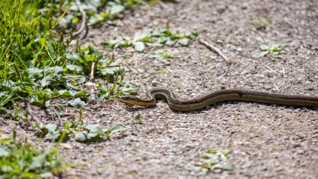 7 sinais de que há cobras no seu quintal – o que procurar