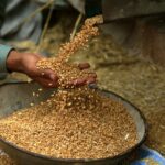 Os agricultores acusam a recente política de importação de trigo como a razão por detrás dos seus problemas financeiros.  (Bilawal Arbab/EPA)