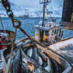 UE enfrenta escassez de bacalhau devido às sanções da Rússia – líderes da indústria
