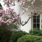 Madeleine Westerhout está do lado de fora da Casa Branca, sob o galho de uma cerejeira em flor.