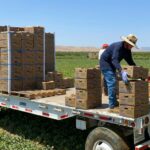 Trabalhadores agrícolas empilham caixas de colheitas em uma carroceria