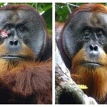 Esta combinação de fotos fornecidas pela fundação Suaq mostra um ferimento facial em Rakus, um orangotango de Sumatra macho selvagem, no Parque Nacional Gunung Leuser
