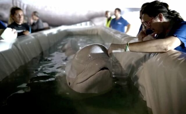 Baleias beluga resgatadas da Ucrânia devastada pela guerra encontram refúgio seguro na Espanha