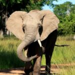 Elefante na Zâmbia tira turista dos EUA de veículo de safari e atropela-a até a morte