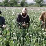 Escassez de heroína no Afeganistão pode levar a mais mortes por overdose – ONU