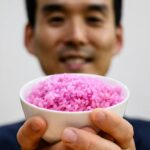 Comida Revolucionária?  Carne injetada em grãos individuais de arroz no laboratório de Seul