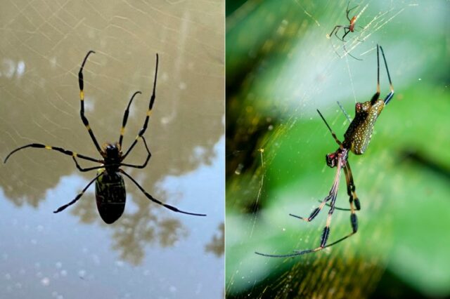 Aranha Joro (esquerda) |  Golden Orb Weaver Spider (à direita) (AFP / Getty Images)