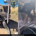 Crocodilo comedor de cachorro que aterrorizou vila australiana, matou e cozinhou para o banquete