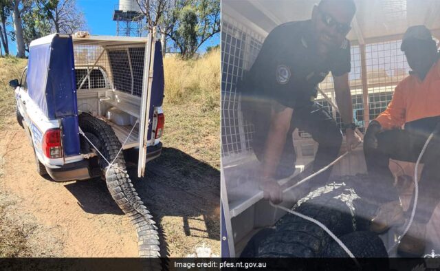 Crocodilo comedor de cachorro que aterrorizou vila australiana, matou e cozinhou para o banquete