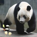 Pandas gigantes nascidos no exterior se adaptam à nova vida na China
