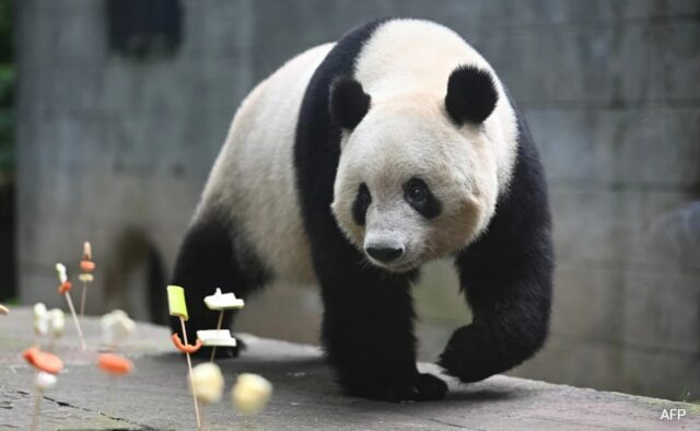 Pandas gigantes nascidos no exterior se adaptam à nova vida na China