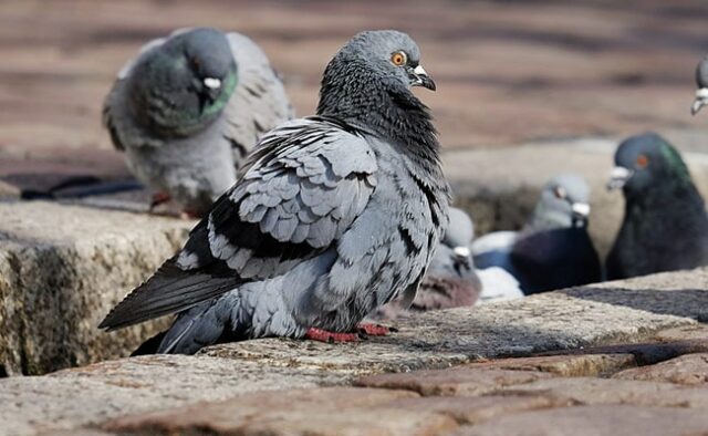 Revolta após cidade alemã votar para acabar com sua população de pombos