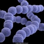 'Bactérias carnívoras' raras que podem matar em 2 dias, espalhando-se no Japão