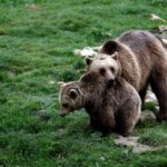 Ursos pardos são vistos dentro de um recinto no centro da Romênia