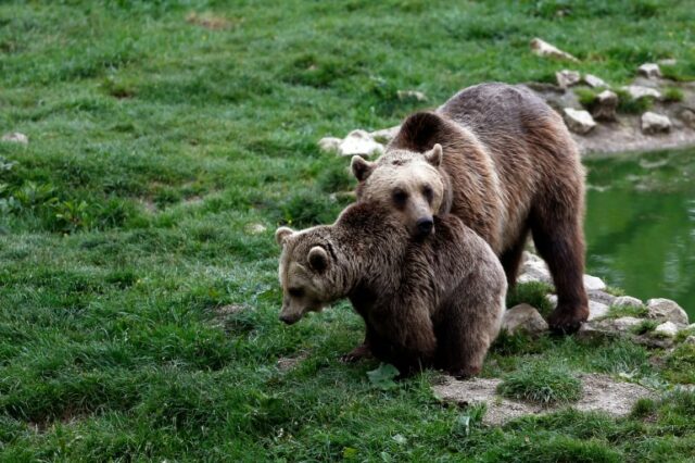 Ursos pardos são vistos dentro de um recinto no centro da Romênia