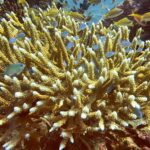 Recifes de coral de Bali são arruinados pelo branqueamento com o aumento da temperatura do mar