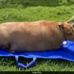 Mulher é condenada à prisão por superalimentar cachorro de 53 kg até a morte na Nova Zelândia