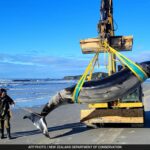 A baleia mais rara do mundo aparece na praia da Nova Zelândia
