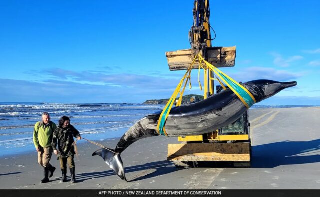 A baleia mais rara do mundo aparece na praia da Nova Zelândia