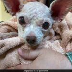Gizmo, o cachorro que desapareceu nos EUA em 2015, encontrado vivo após 9 anos