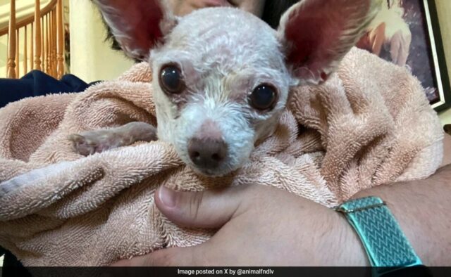 Gizmo, o cachorro que desapareceu nos EUA em 2015, encontrado vivo após 9 anos