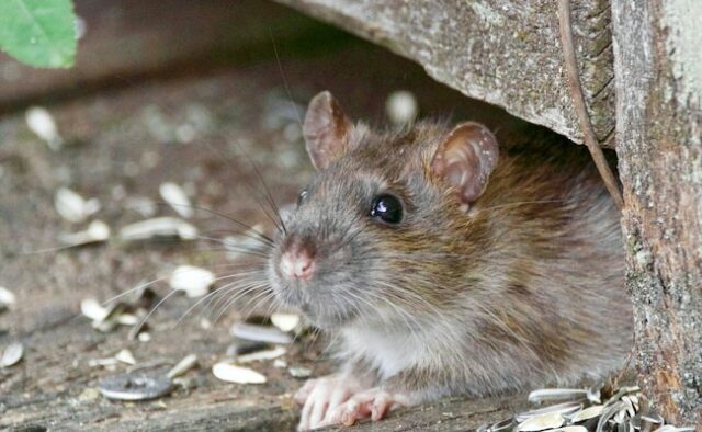 Doença mortal do rato se espalha para humanos e mata 4 nos EUA