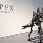 Bilionário dos EUA compra o maior esqueleto de estegossauro por US$ 44,6 milhões, quebra recordes de leilão