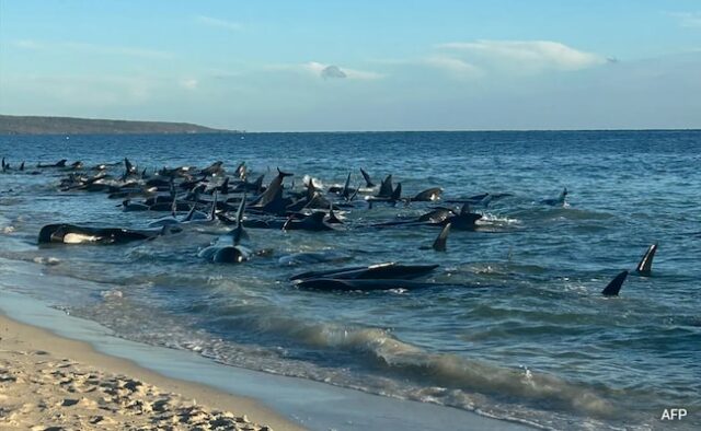 ‘Situação difícil’: mais de 70 baleias-piloto encontradas encalhadas na ilha da Escócia