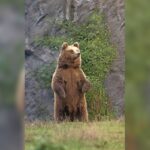 Romênia aprova abate de quase 500 ursos após ataque mortal de caminhantes