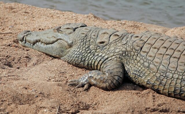 Restos mortais de criança desaparecida australiana encontrados após suspeita de ataque de crocodilo