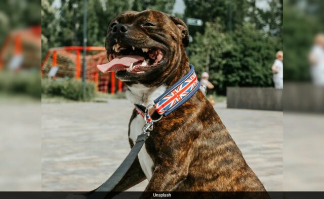 Irlanda proíbe esta raça de cachorro após ataque fatal resultar na morte de uma mulher