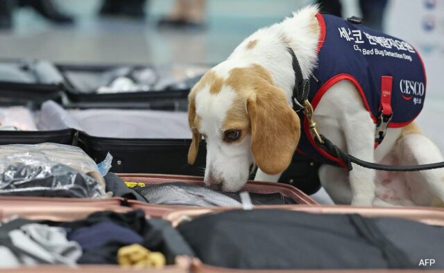 Coreia do Sul usa cão farejador para procurar percevejos após as Olimpíadas de Paris