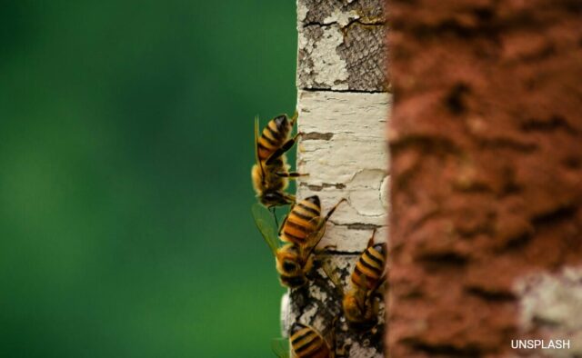 Explicação da crise de fraude no mel no Reino Unido: apicultores e cientistas preocupados