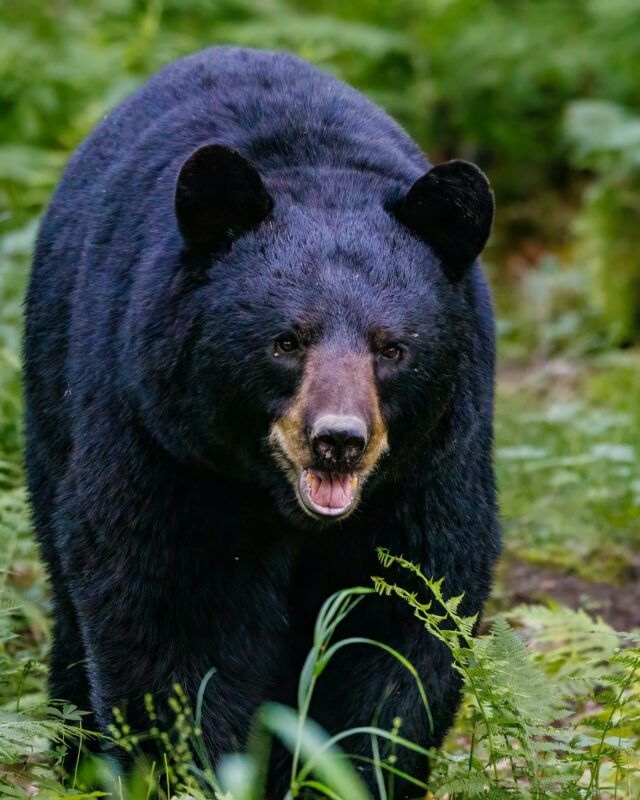 Uma foto de um urso preto