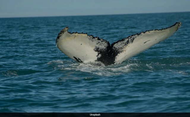 Japão agora caçará a segunda maior espécie de baleia
