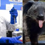 'Bearcat' raro que morreu no zoológico do Reino Unido para ser congelado criogenicamente