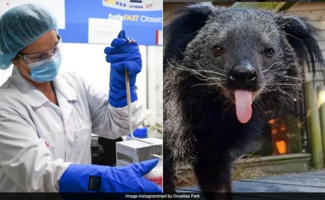 'Bearcat' raro que morreu no zoológico do Reino Unido para ser congelado criogenicamente