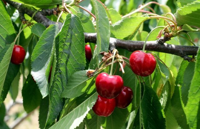 fazenda de cereja