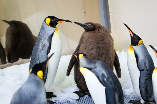 Pesto, o pinguim (Folheto/SEA LIFE Melbourne Aquarium) 