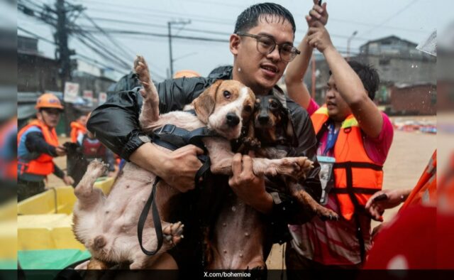 O tufão Gaemi deixa para trás imagens comoventes de animais de estimação deixados para morrer